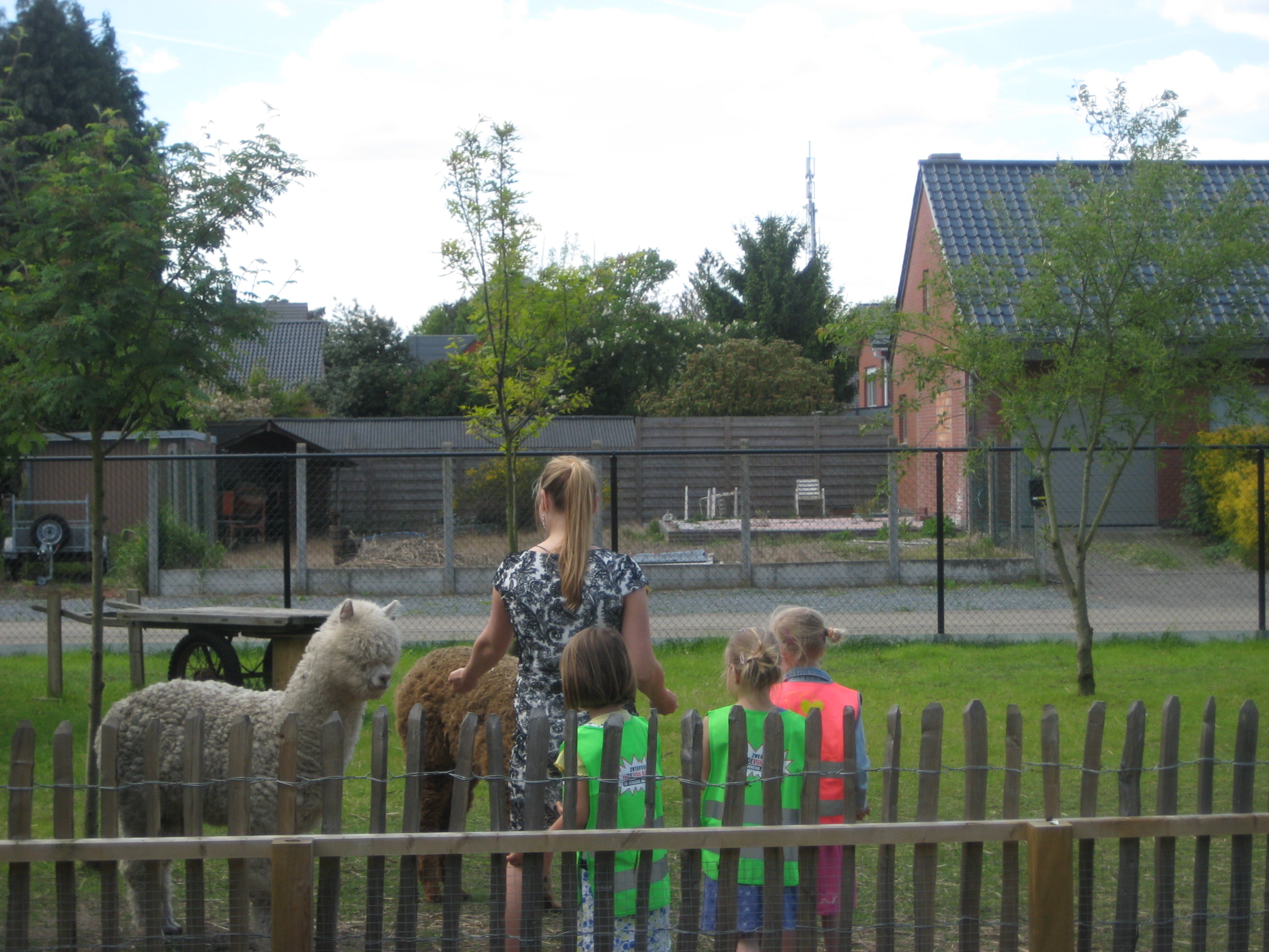 Op bezoek bij de alpaca's (juf Ellen)